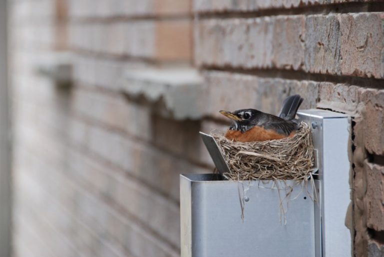 bird-on-dryer-vent-image | Grand County, Colorado